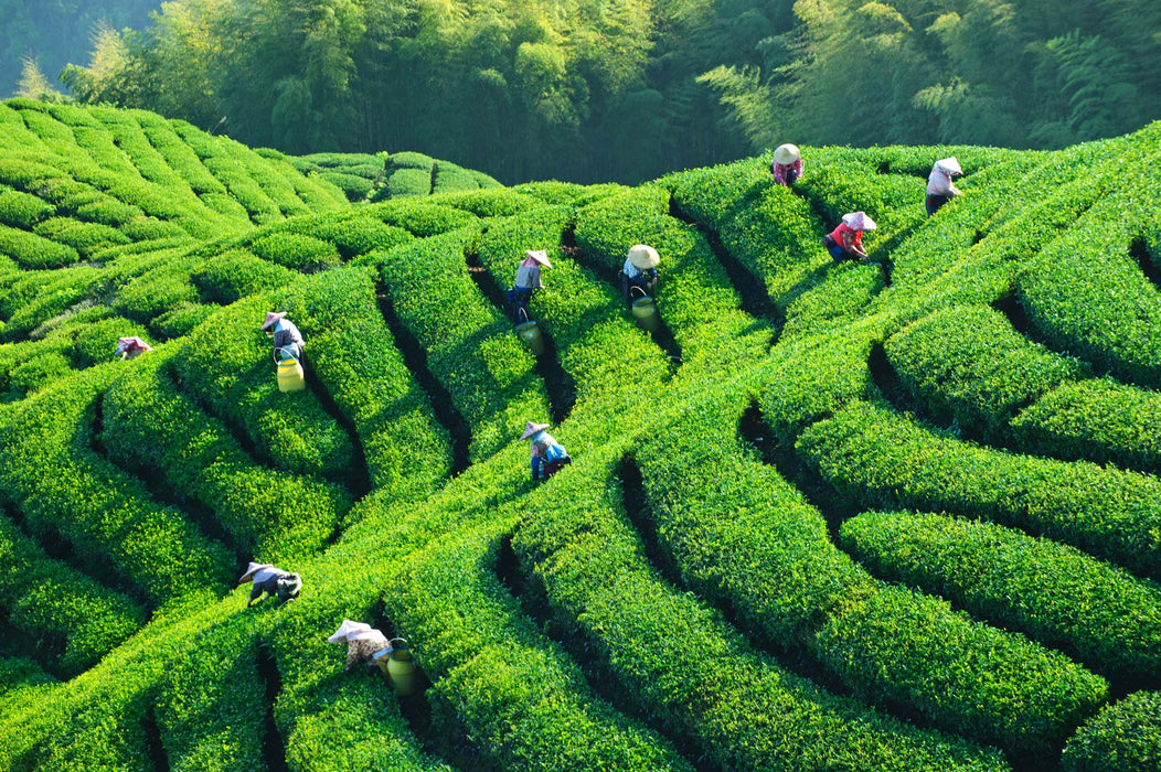 International Tea Day! <br> Jolie Tea Table: Special Tea Pairing Luncheon